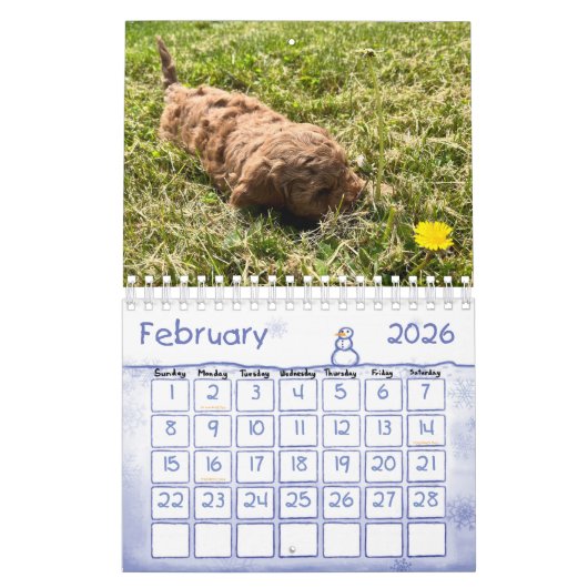 Goldendoodle Puppy 2024 Kalender (Feb 2026)