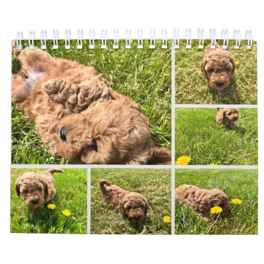 Goldendoodle Puppy 2024 Kalender (Rückseite)