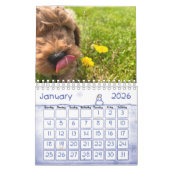 Goldendoodle Puppy 2024 Kalender (Jan 2026)