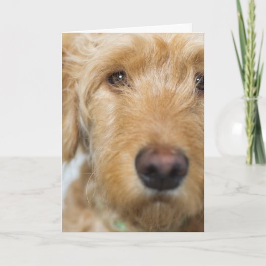 Goldendoodle Puppy Closeup Karte (Vorderseite)