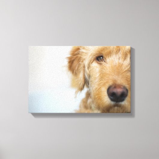 Goldendoodle Puppy Closeup Leinwanddruck (Vorderseite)