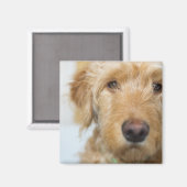 Goldendoodle Puppy Closeup Magnet (Vorderseite/Rückseite)