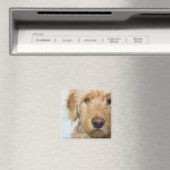 Goldendoodle Puppy Closeup Magnet (In Situ (Geschirrspüler))