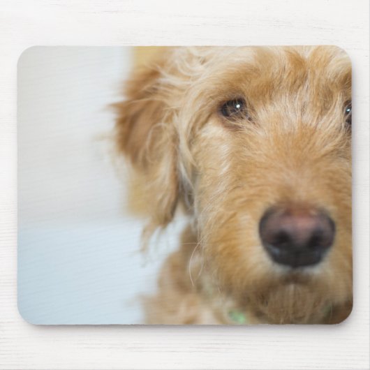 Goldendoodle Puppy Closeup Mousepad (Vorne)