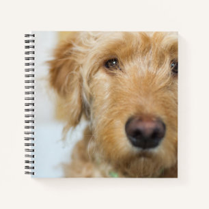 Goldendoodle Puppy Closeup Notizblock