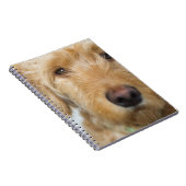 Goldendoodle Puppy Closeup Notizblock (Rechte Seite)