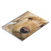 Goldendoodle Puppy Closeup Notizblock (Linke Seite)