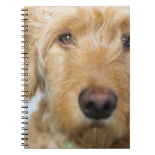 Goldendoodle Puppy Closeup Notizblock