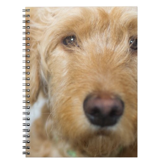 Goldendoodle Puppy Closeup Notizblock (Vorderseite)