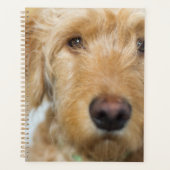 Goldendoodle Puppy Closeup Planer (Vorderseite)