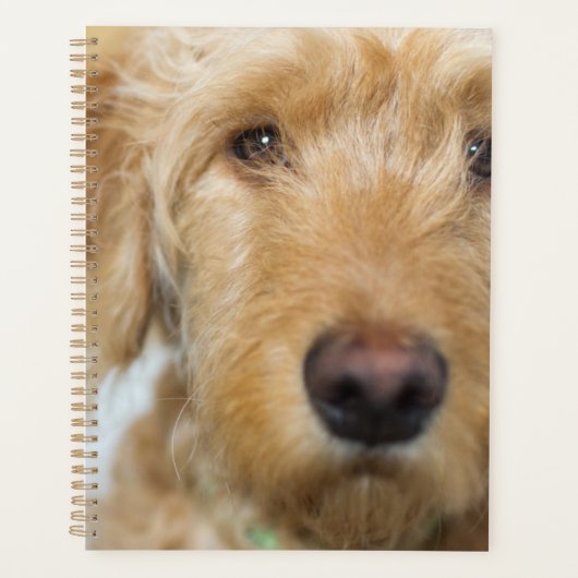 Goldendoodle Puppy Closeup Planer (Vorderseite)
