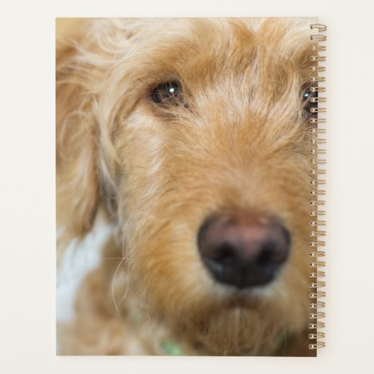 Goldendoodle Puppy Closeup Planer (Rückseite)