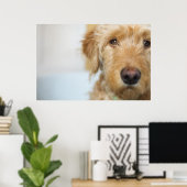 Goldendoodle Puppy Closeup Poster (Heimbüro)
