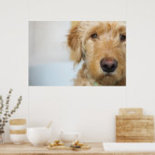 Goldendoodle Puppy Closeup Poster (Küche)