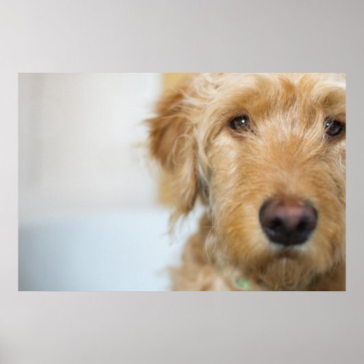 Goldendoodle Puppy Closeup Poster (Vorne)