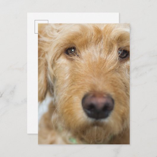 Goldendoodle Puppy Closeup Postkarte (Vorne/Hinten)