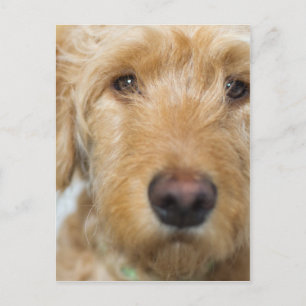 Goldendoodle Puppy Closeup Postkarte