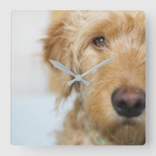 Goldendoodle Puppy Closeup Quadratische Wanduhr
