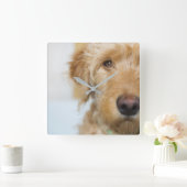 Goldendoodle Puppy Closeup Quadratische Wanduhr (Zuhause)