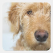 Goldendoodle Puppy Closeup Quadratischer Aufkleber (Vorderseite)