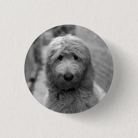 Goldendoodle Puppy In Backyard Button (Vorderseite)
