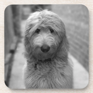 Goldendoodle Puppy In Backyard Getränkeuntersetzer