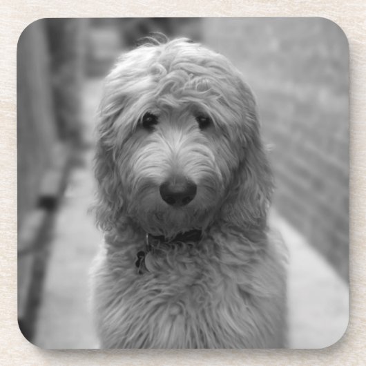 Goldendoodle Puppy In Backyard Getränkeuntersetzer (Vorderseite)