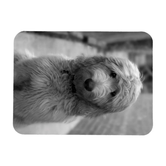 Goldendoodle Puppy In Backyard Magnet (Horizontal)