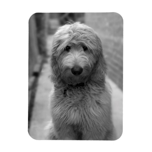 Goldendoodle Puppy In Backyard Magnet (Vertikal)