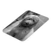 Goldendoodle Puppy In Backyard Magnet (Linke Seite)