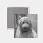 Goldendoodle Puppy In Backyard Magnet (Vorderseite/Rückseite)