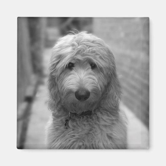 Goldendoodle Puppy In Backyard Magnet (Vorne)