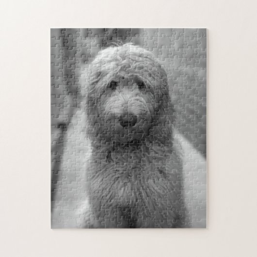 Goldendoodle Puppy In Backyard Puzzle (Vertikal)
