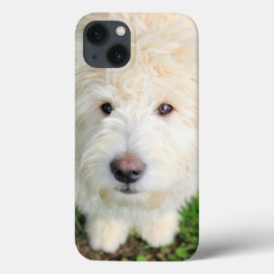 Goldendoodle Puppy Looking At Camera Case-Mate iPhone Hülle