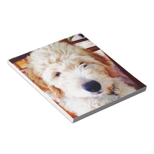 Goldendoodle Puppy Notizblock (angewinkelt)