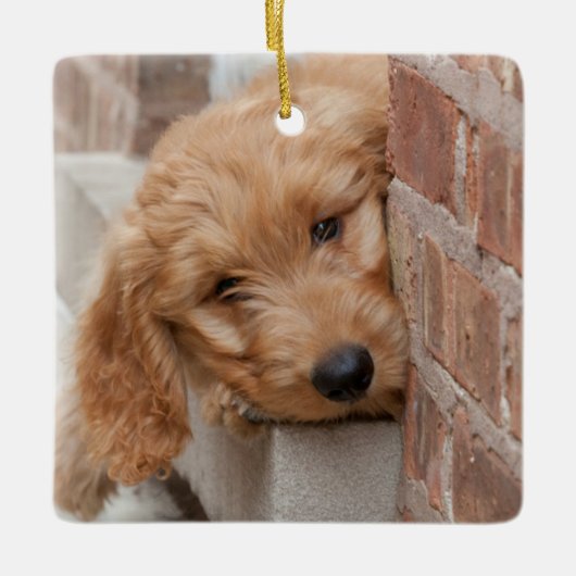Goldendoodle Puppy Peeking Keramikornament (Vorderseite)
