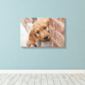 Goldendoodle Puppy Peeking Leinwanddruck (Insitu (Holzboden))