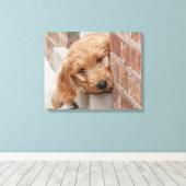 Goldendoodle Puppy Peeking Leinwanddruck (Insitu (Holzboden))