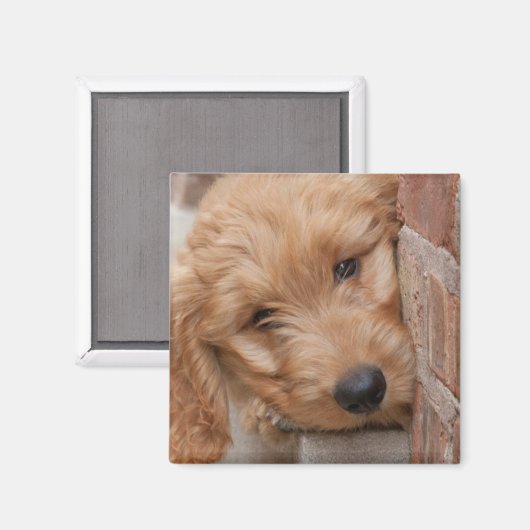 Goldendoodle Puppy Peeking Magnet (Vorderseite/Rückseite)