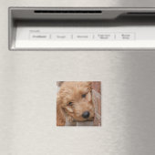 Goldendoodle Puppy Peeking Magnet (In Situ (Geschirrspüler))