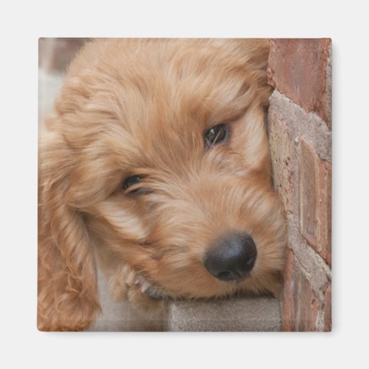 Goldendoodle Puppy Peeking Magnet (Vorne)