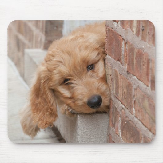 Goldendoodle Puppy Peeking Mousepad (Vorne)
