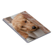 Goldendoodle Puppy Peeking Notizblock (Rechte Seite)