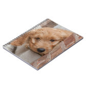 Goldendoodle Puppy Peeking Notizblock (Linke Seite)