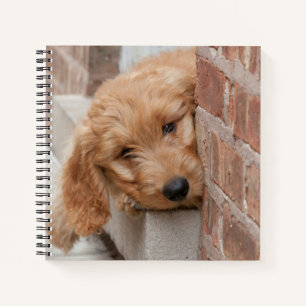 Goldendoodle Puppy Peeking Notizblock