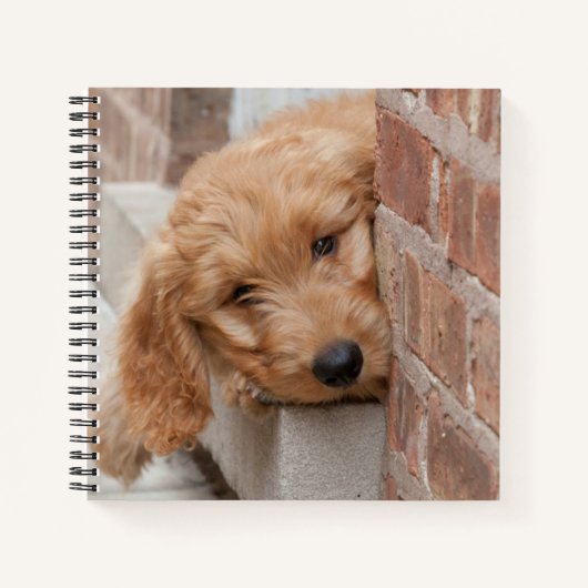Goldendoodle Puppy Peeking Notizblock (Vorderseite)