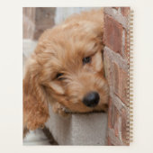 Goldendoodle Puppy Peeking Planer (Rückseite)