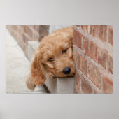 Goldendoodle Puppy Peeking Poster (Vorne)