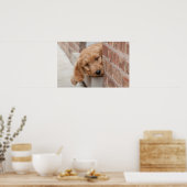Goldendoodle Puppy Peeking Poster (Küche)
