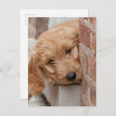 Goldendoodle Puppy Peeking Postkarte (Vorne/Hinten)